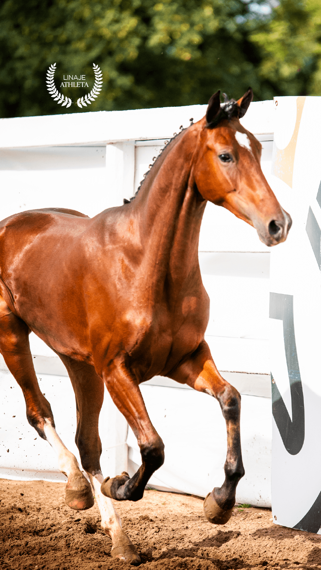 Pegasus Athlete